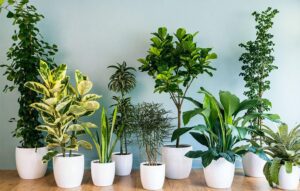 گیاهان خانگی مقاوم برای آپارتمان