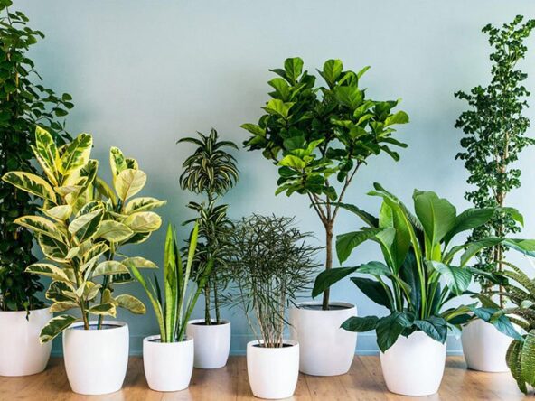 گیاهان خانگی مقاوم برای آپارتمان