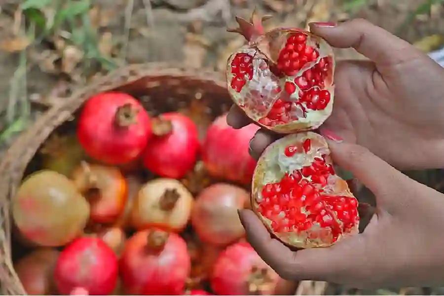 Persian Pomegranate