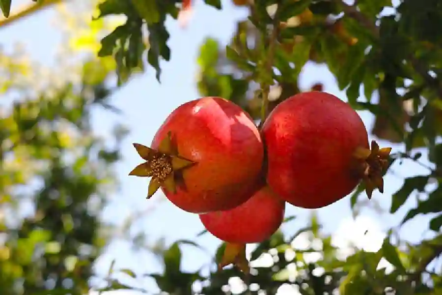 Persian Pomegranate