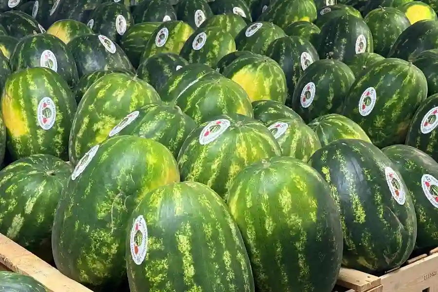 Persian Watermelon