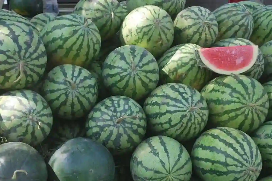 Persian Watermelon