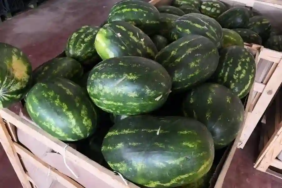 Persian Watermelon