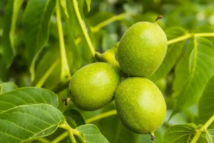 Persian Walnut | The Premium Nut Powering Profitable Portfolios